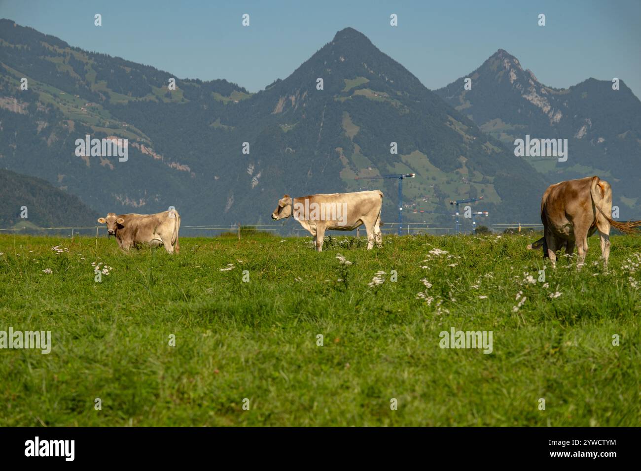 Kühe in einem Bergfeld. Kuh in den alpen. Braune Kuh vor der Berglandschaft. Rinder auf einer Alm. Dorflage, Schweiz. Kuh bei A Stockfoto