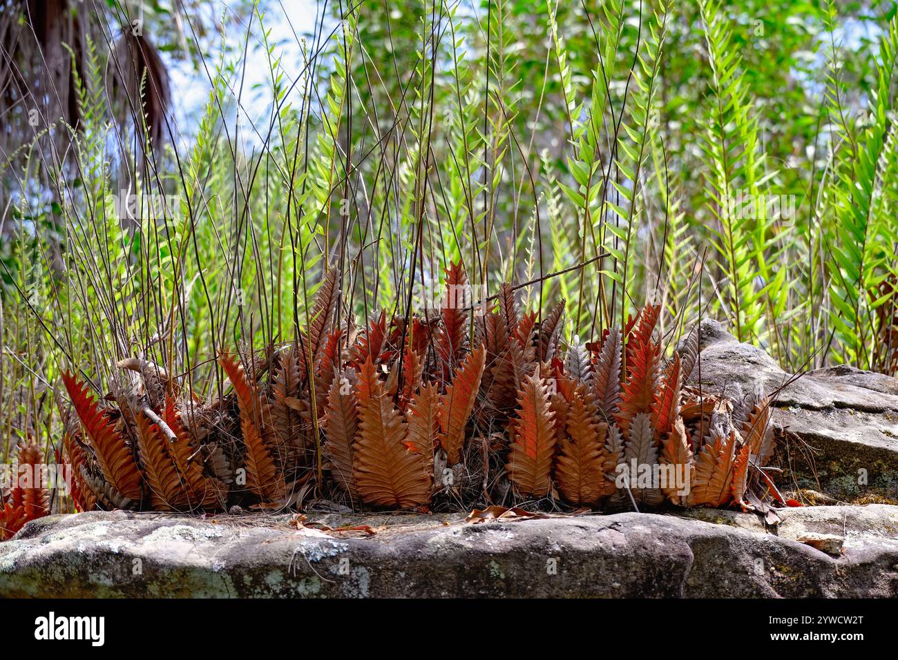 Farnblätter Laub, Waldboden, grüner, feuchter Regenwald, natürliche Umgebung, botanische Hintergrundtextur Stockfoto