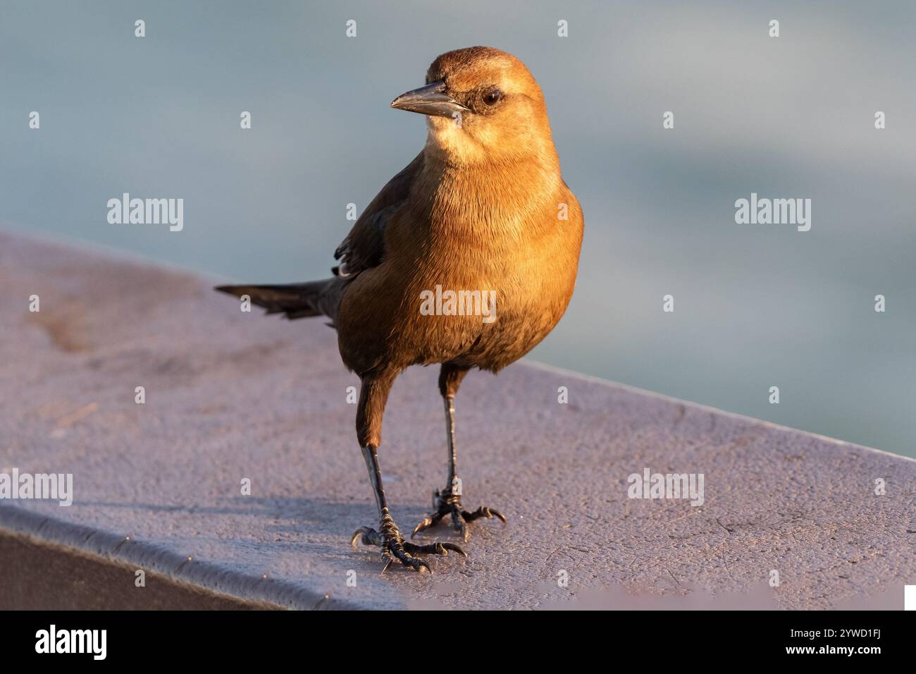 Nahaufnahme, Kamera mit Blick auf den Knorchel (Quiscalus Major) in Clearwater, Florida. Ozean im Hintergrund. Stockfoto
