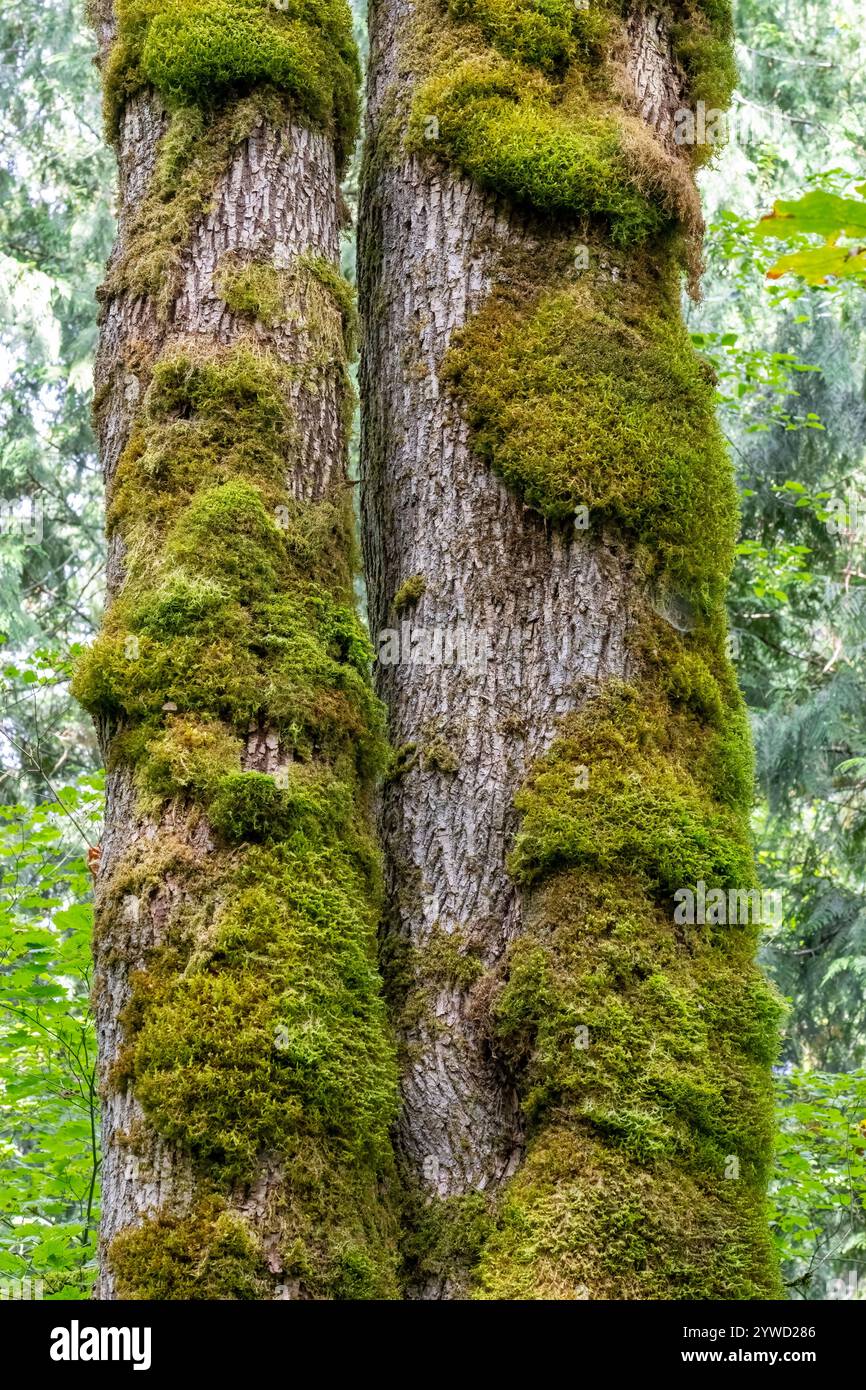 Issaquah, Washington, USA. Stamm eines moosbedeckten Ahornbaums. Stockfoto