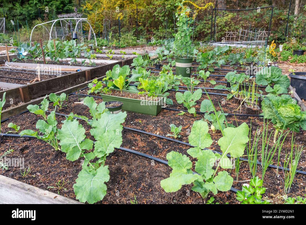 Issaquah, Washington, USA. Überwinterter Gemüse- und Kräutergarten mit weißem und Konan Kohlrabis, violettem Blumenkohl, Wega Petersilie, Salat, Mi Stockfoto