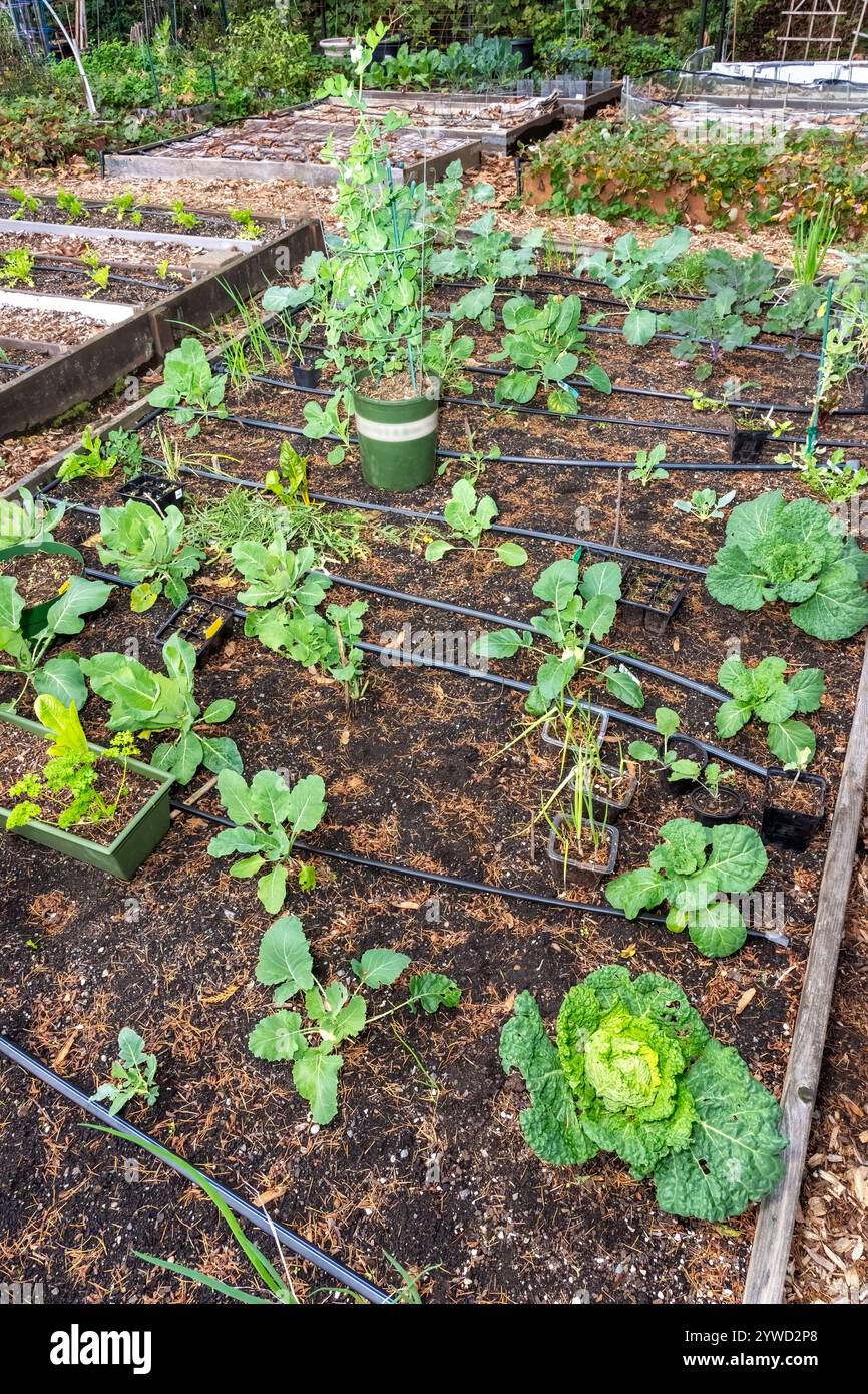 Issaquah, Washington, USA. Überwinterter Gemüse- und Kräutergarten mit Weißen und Konan Kohlrabis, Mini-Savoyenkohl, Wega Petersilie, zusammengebündelt Stockfoto