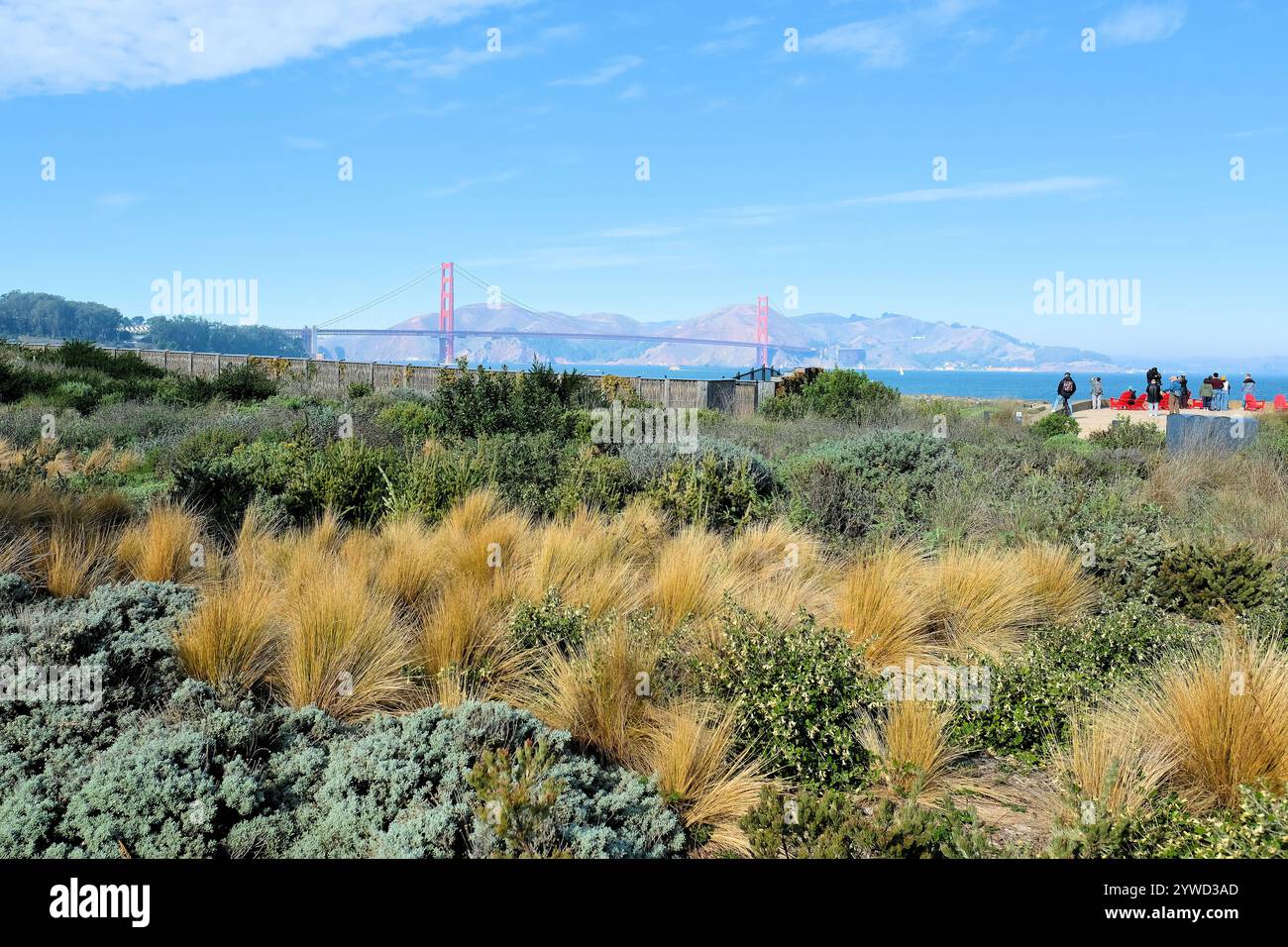 Golden Gate Bridge vom Tunnel Tops Park im Presidio, San Francisco, Kalifornien an einem klaren blauen Wintertag; einheimische Pinselpflanzen und Gräser. Stockfoto