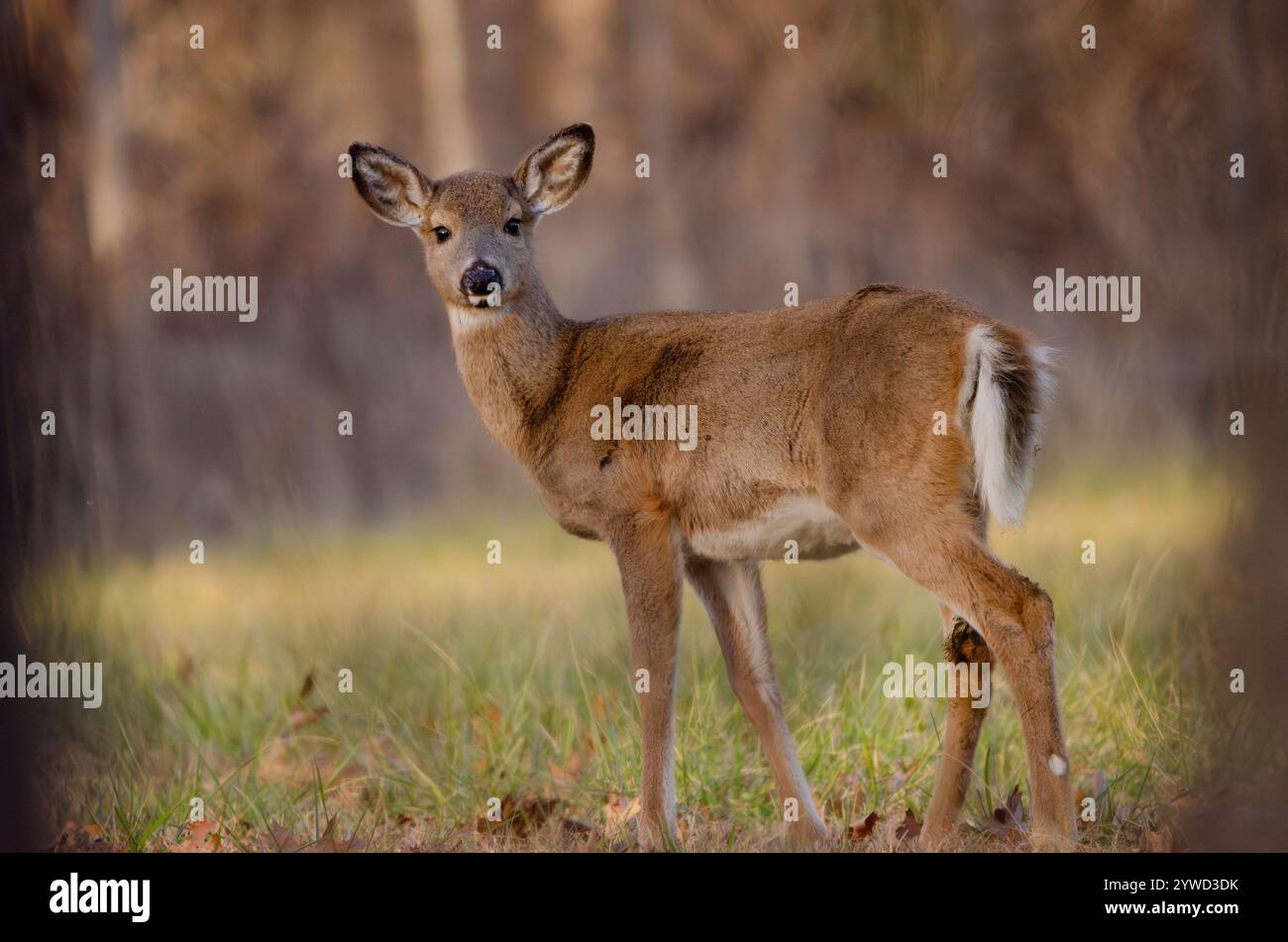 White Tail Deer Doe Stockfoto