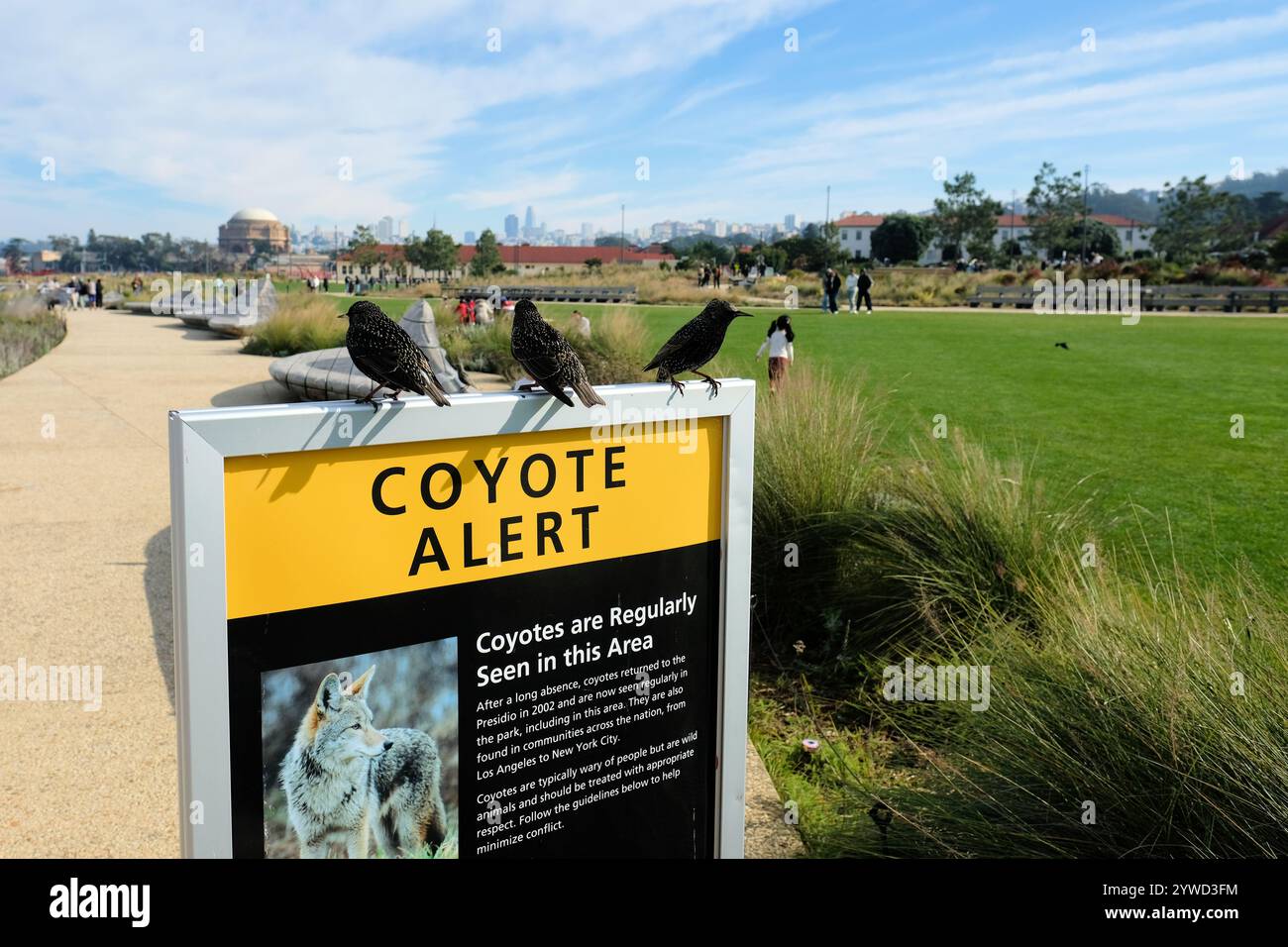 Sturnus vulgaris, in Nordamerika als Europäischer Starling bekannt, thront auf einem Koyoten-Warnschild im Tunnel Tops Park, San Francisco, CA Stockfoto