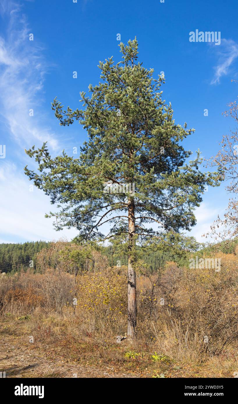 Einsame Kiefer im Herbst vor blauem Himmel Stockfoto