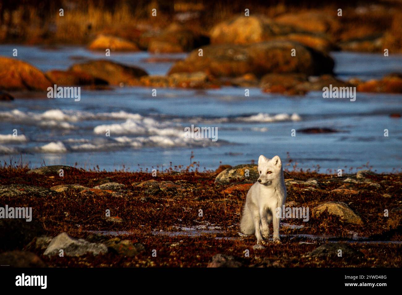 Polarfuchs spazieren und starren auf eine farbenfrohe rote Tundra während der Moulsaison vom grauen Sommerfell bis zum winterweißen Fell, Arviat, Nunavut Stockfoto