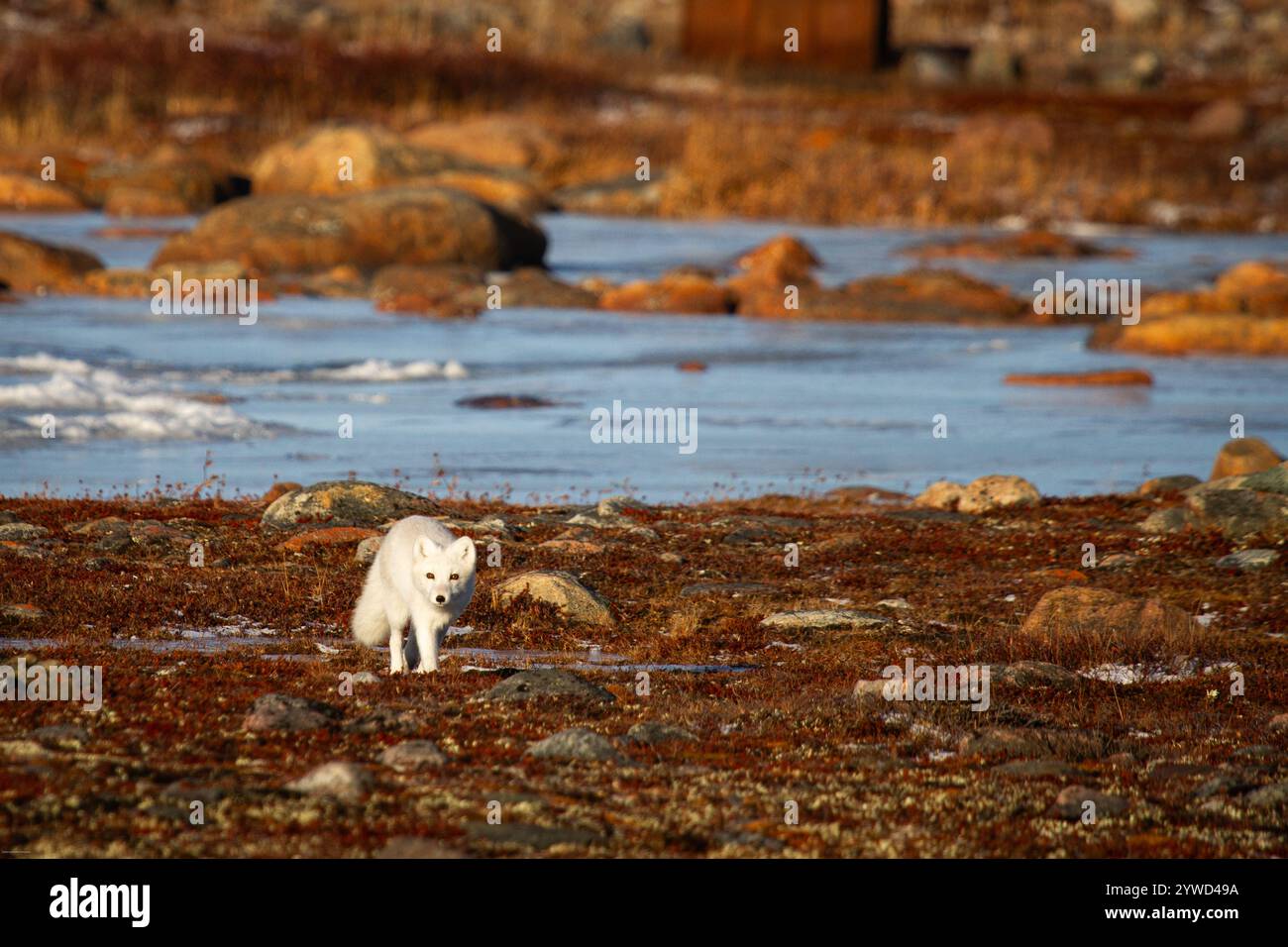 Polarfuchs spazieren und starren auf eine farbenfrohe rote Tundra während der Moulsaison vom grauen Sommerfell bis zum winterweißen Fell, Arviat, Nunavut Stockfoto