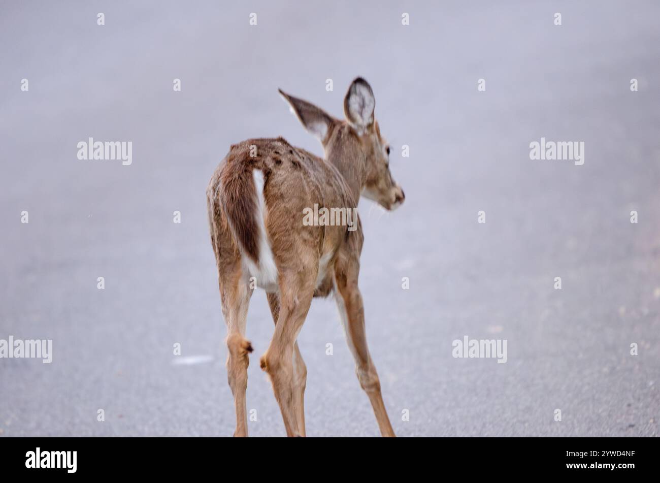 Junger Weißer Hirsch, Doe Stockfoto