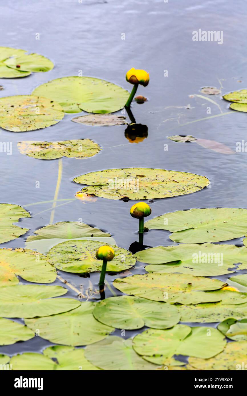 Drei gelbe Blüten schweben auf der Oberfläche eines Teichs. Der Teich ist ruhig und friedlich, die Blumen verleihen der Szene einen Hauch von Farbe Stockfoto