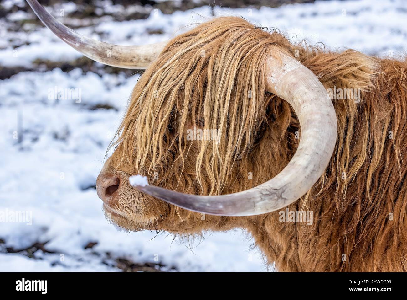 Porträt einer braunen Highland-Kuh im Schnee Stockfoto