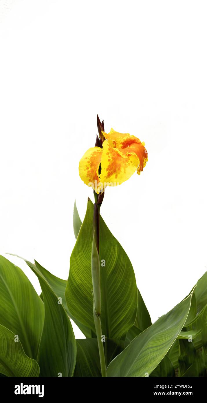 Helle gelbe Canna Lilienblume isoliert auf weißem Hintergrund, Canna flaccida Salisb isolierter weißer Hintergrund Stockfoto