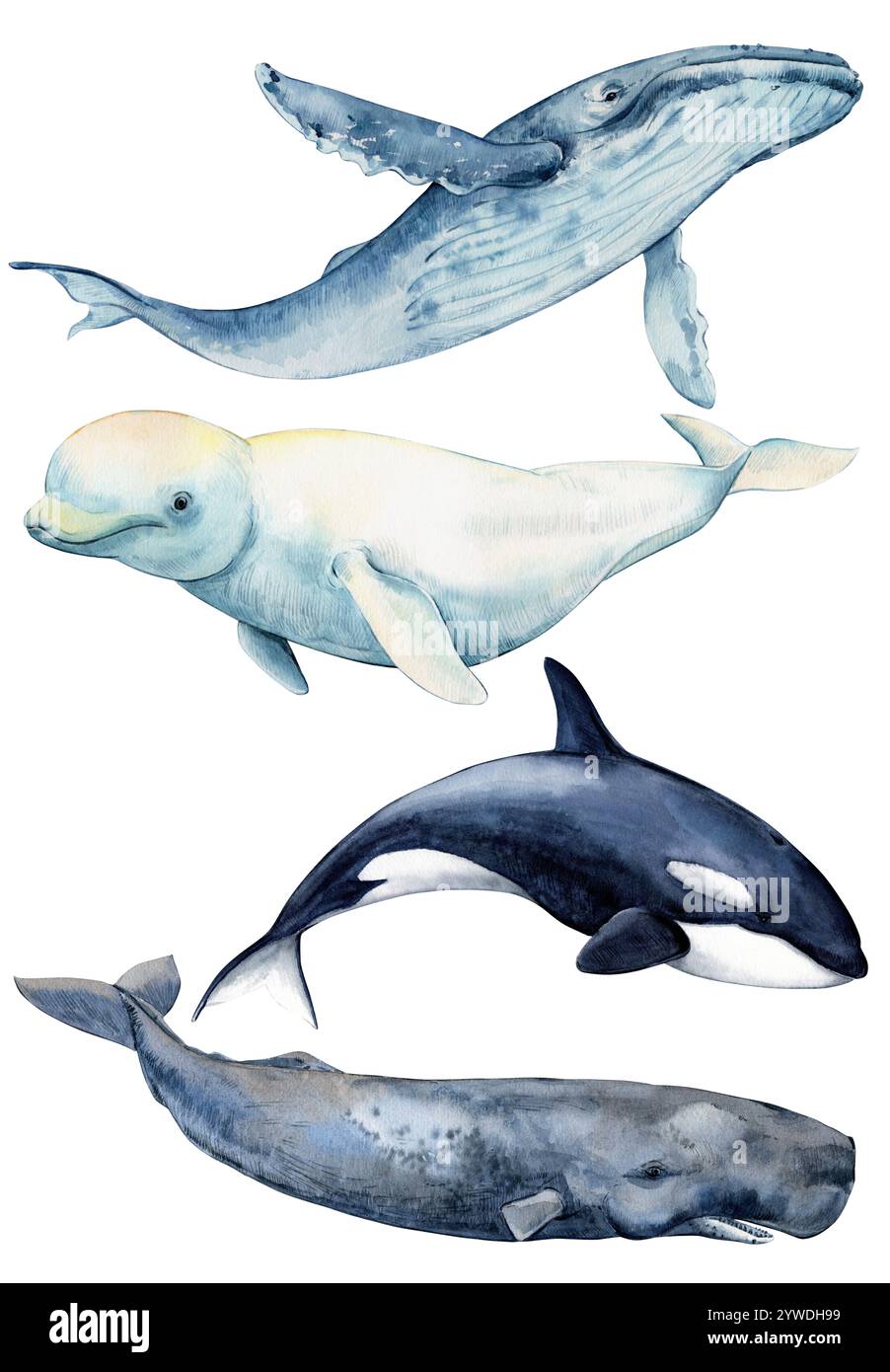 Große Säugetiere, Bewohner der Meere und Ozeane. Killerwal (Orcinus Orca), Pottwal, Belugawal und Buckelwal auf grünem Hintergrund. Aquarellabbildung. Stockfoto