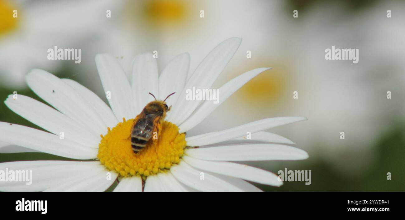 Davies' Cellophane Bee (Colletes daviesanus) Stockfoto