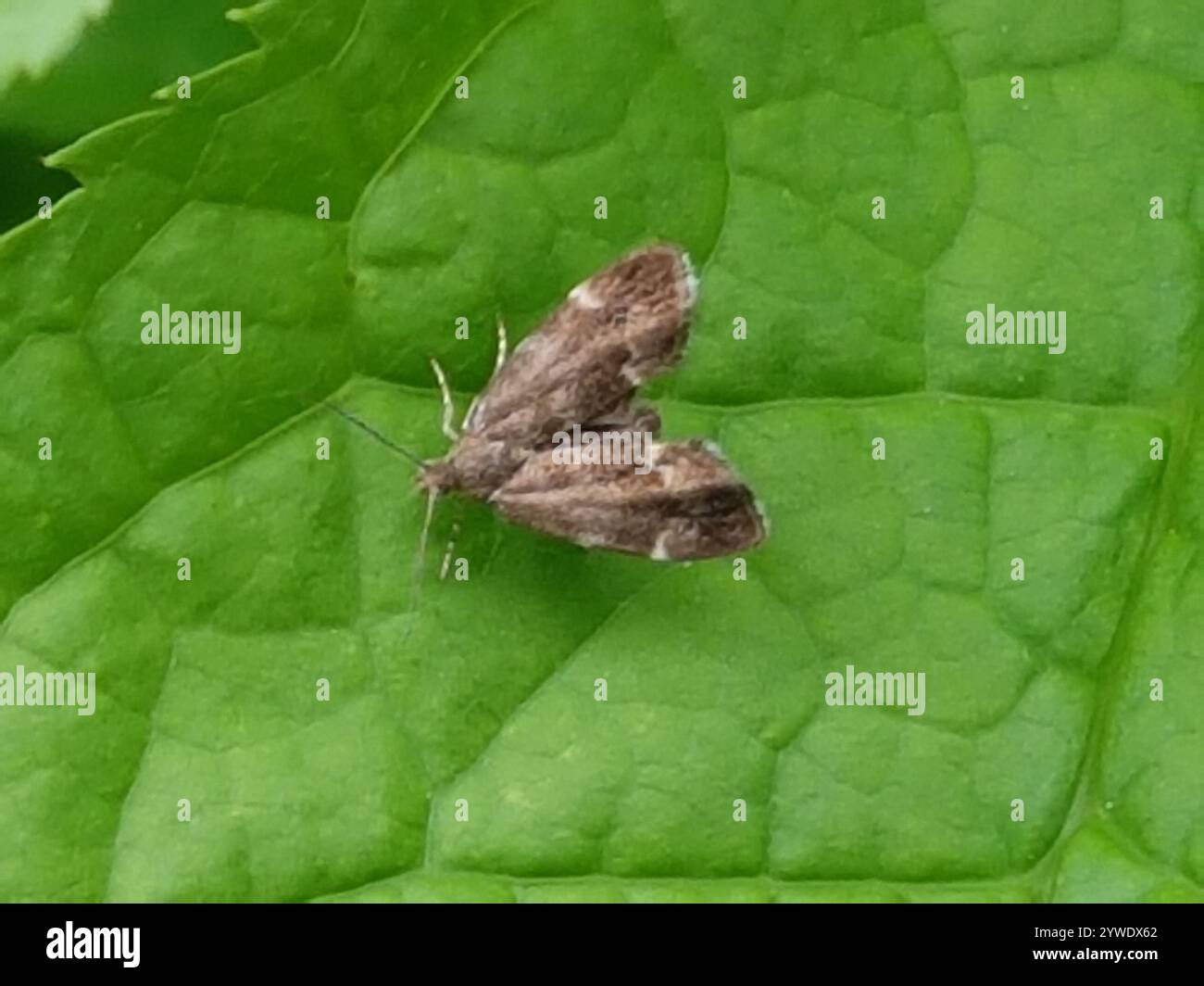 Brennnesselhahn (Anthophila fabriciana) Stockfoto