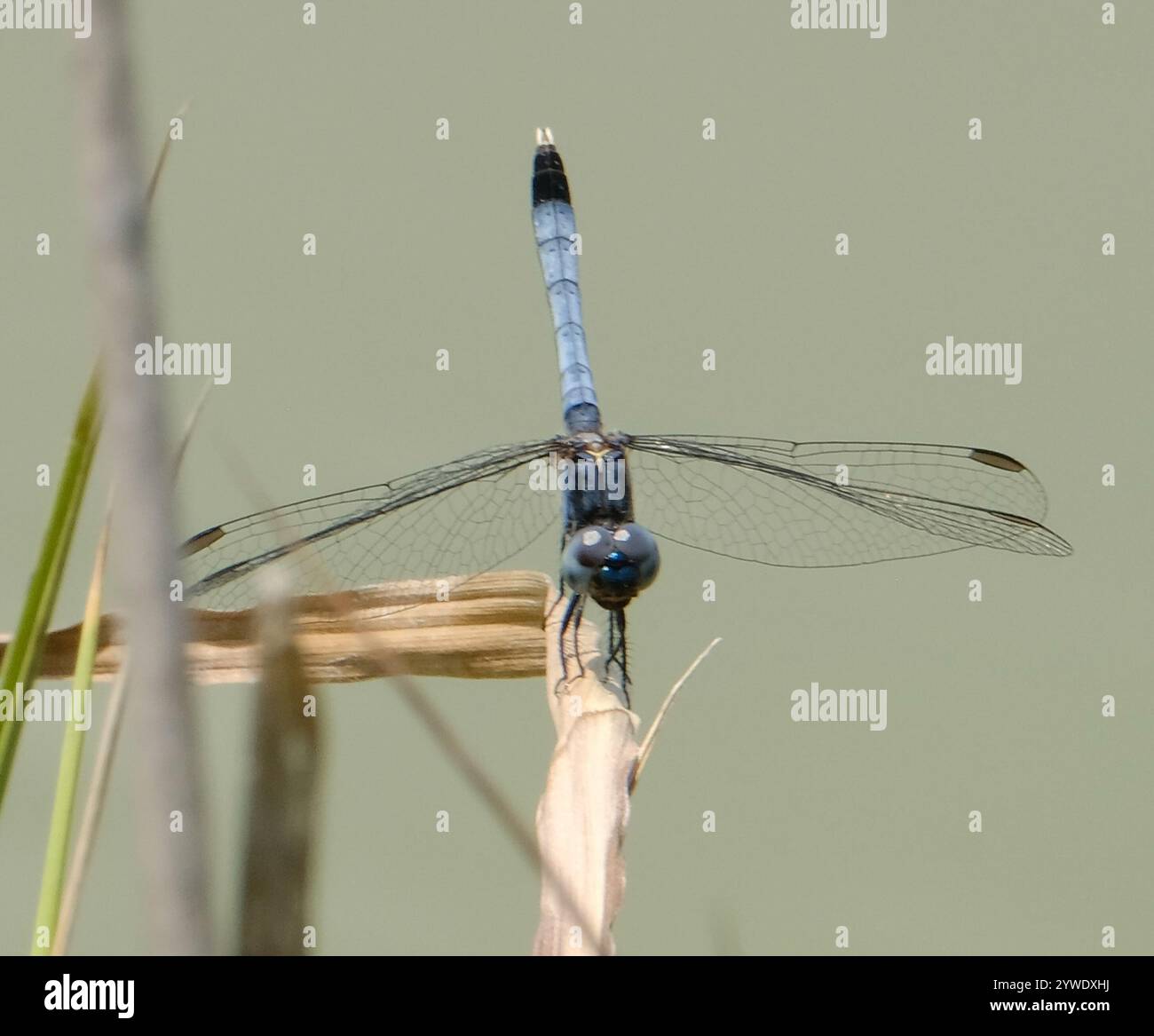 Little Blue Dragonlet (Erythrodiplax minuscula) Stockfoto