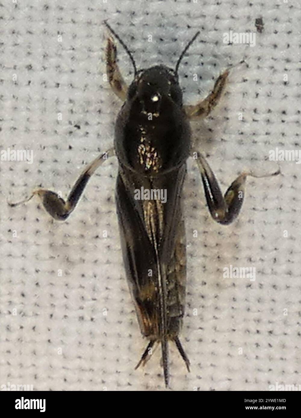 Größerer Zwergmole Grasshopper (Neotridactylus apicialis) Stockfoto