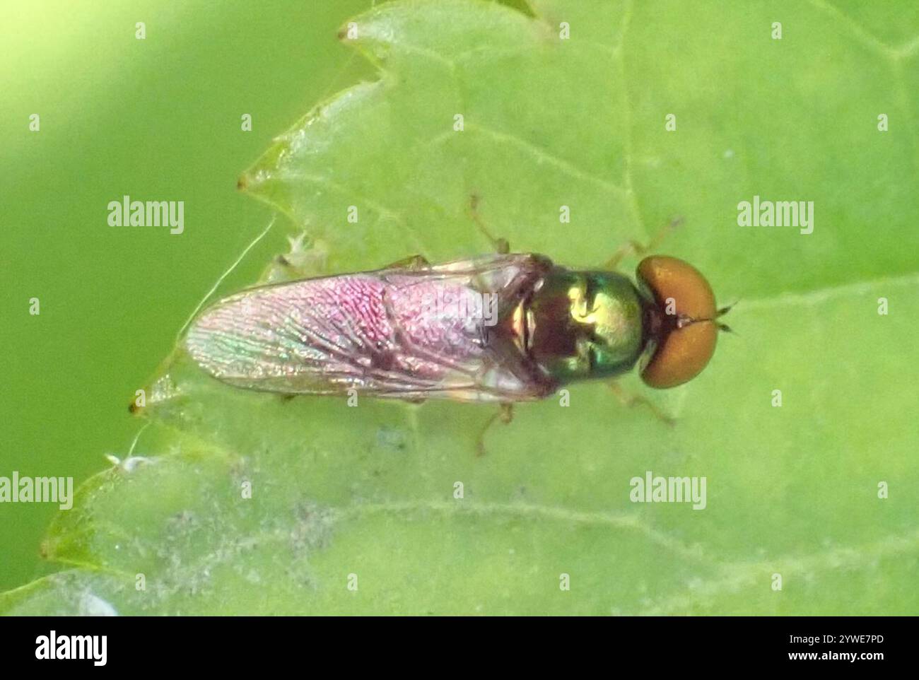 Schwarzgehörnte Edelsteinfliege (Microchrysa polita) Stockfoto