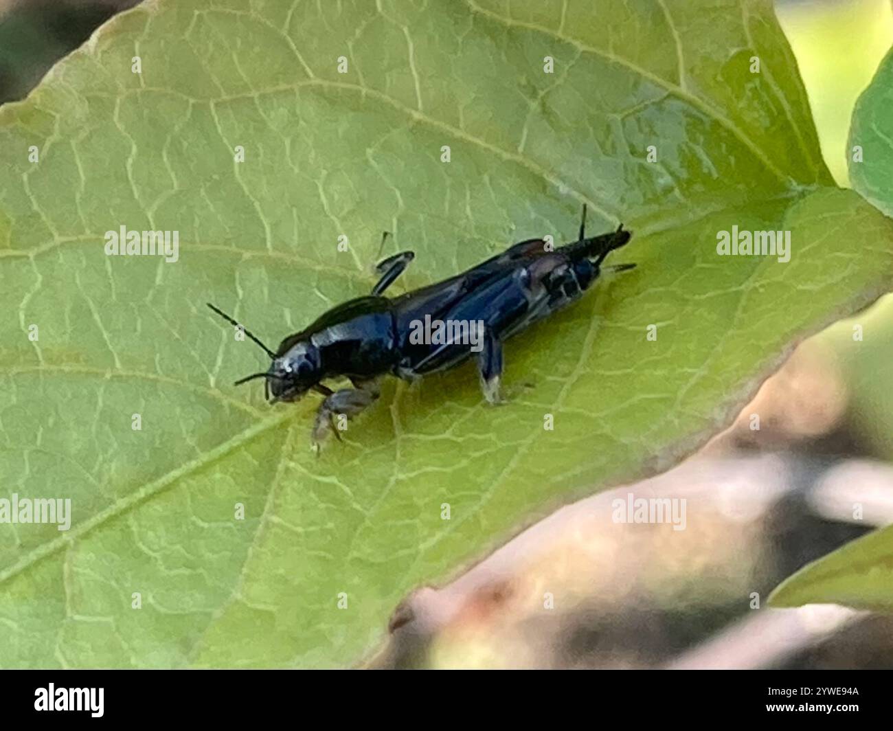 Größerer Zwergmole Grasshopper (Neotridactylus apicialis) Stockfoto