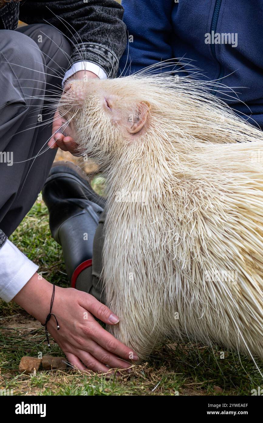 Frau berührt sanft die Hand eines Albino-Stachelschweins in einem Reha-Zoo. Die einzigartige Kreatur hat weißes Fell und schützende Stacheln, eine natürliche Mutation. Wi Stockfoto