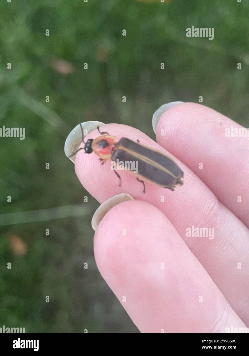 Gemeinsame östlichen Firefly (Photinus pyralis) Stockfoto