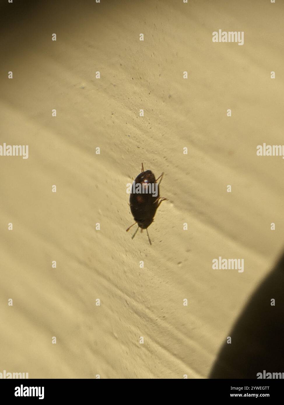 Vierfleckiger haariger Pilzkäfer (Litargus tetraspilotus) Stockfoto