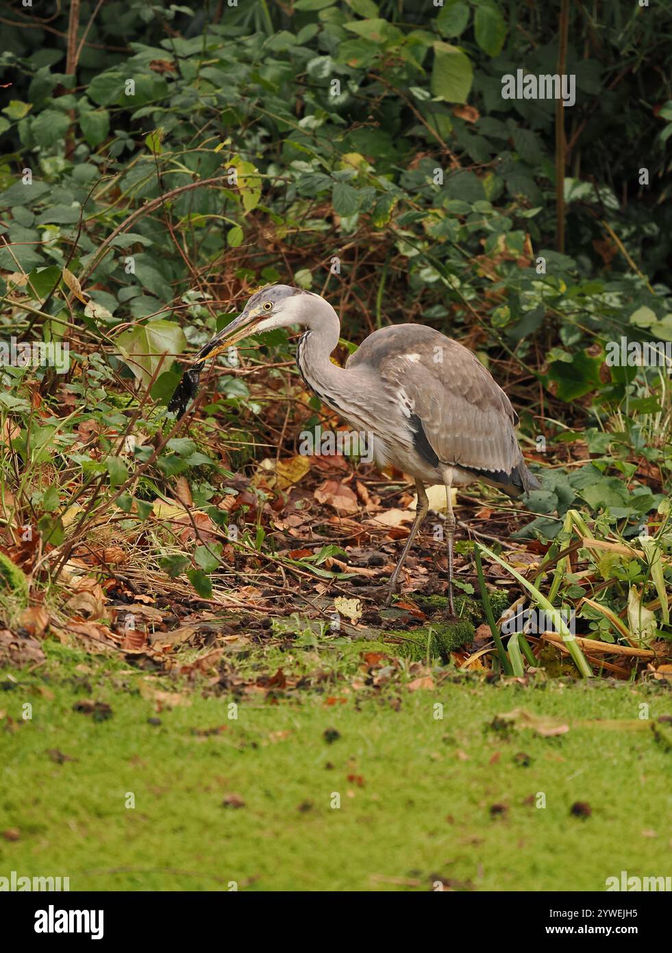 Dieser junge Reiher war erfolgreich in einem lokalen Gartenteich und sackte einen Frosch. Stockfoto