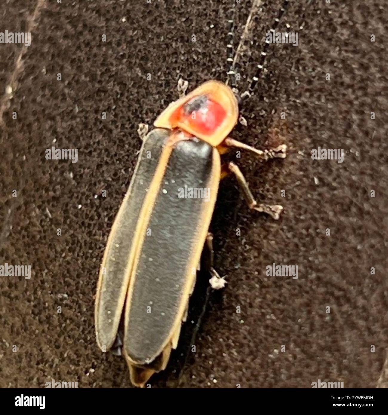 Gemeinsame östlichen Firefly (Photinus pyralis) Stockfoto