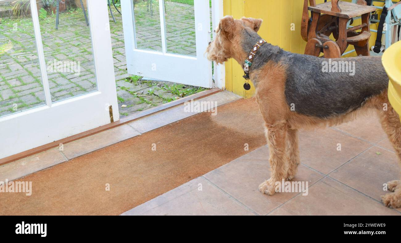 Hund bei offenen Türen bereit für einen Spaziergang. Stockfoto