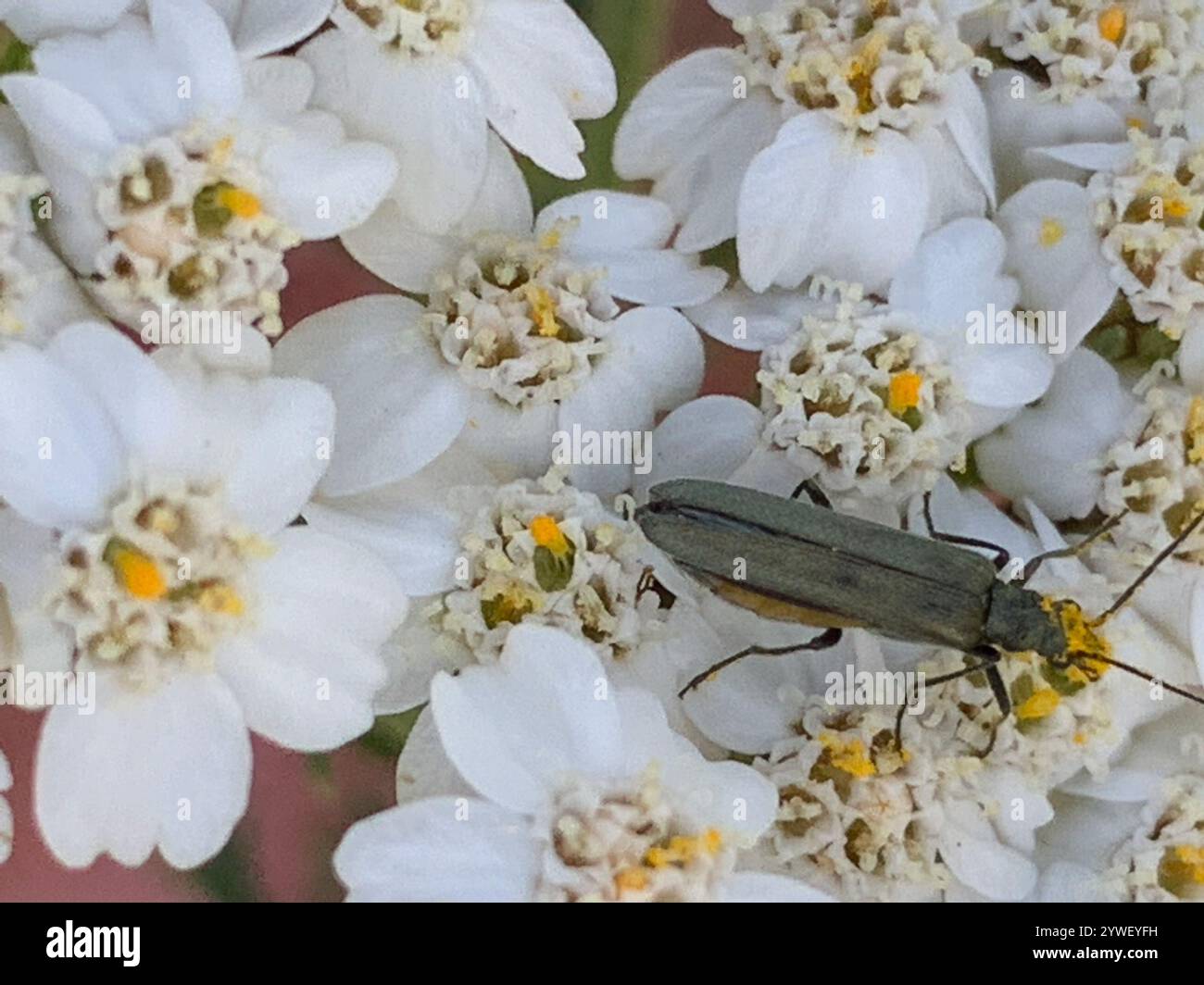 (Oedemera lurida) Stockfoto