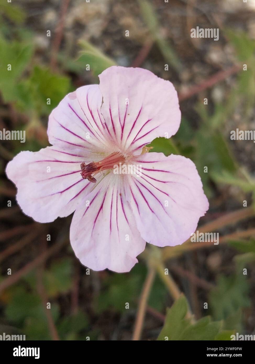 Geranien und Kranzschnabel (Geranium) Stockfoto