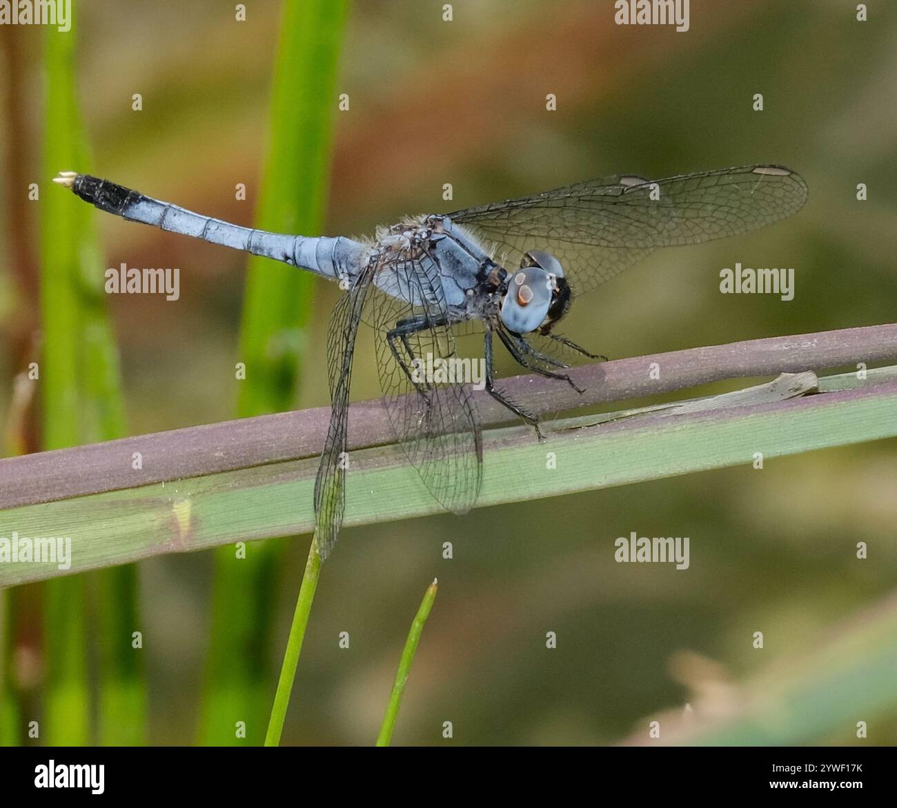 Little Blue Dragonlet (Erythrodiplax minuscula) Stockfoto
