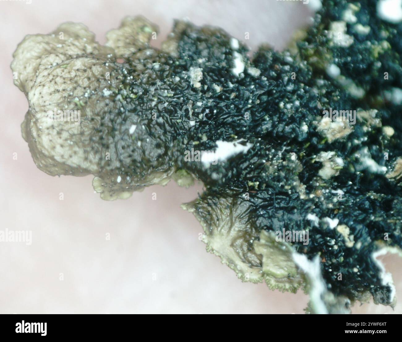 Polierte Tarnflechte (Melanelixia glabratula) Stockfoto