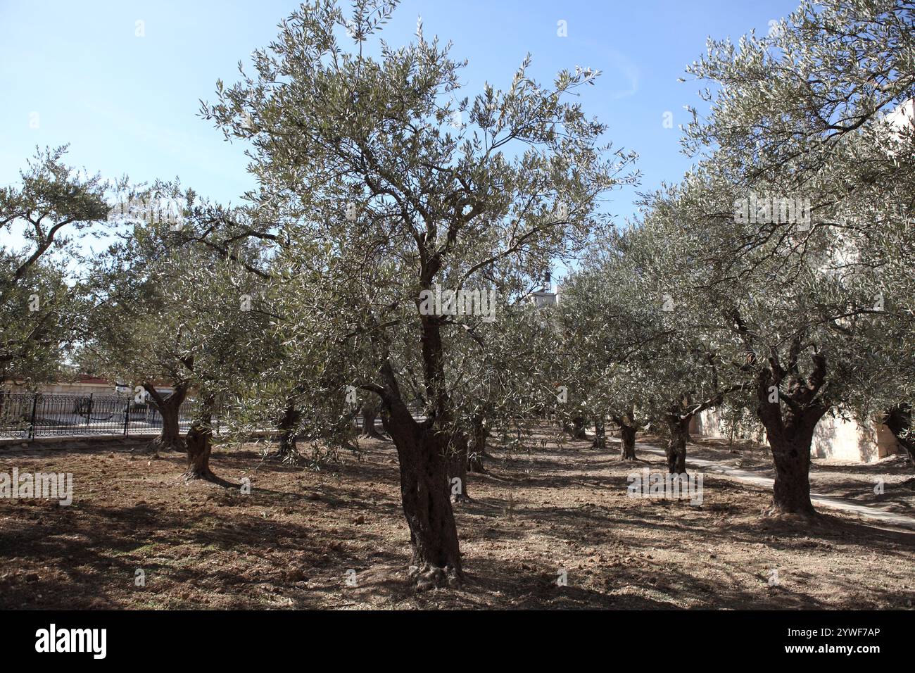 Olivenhain in der Russisch-orthodoxen Himmelfahrtskirche in Tur Malka auf dem Ölberg, Jerusalem. Stockfoto
