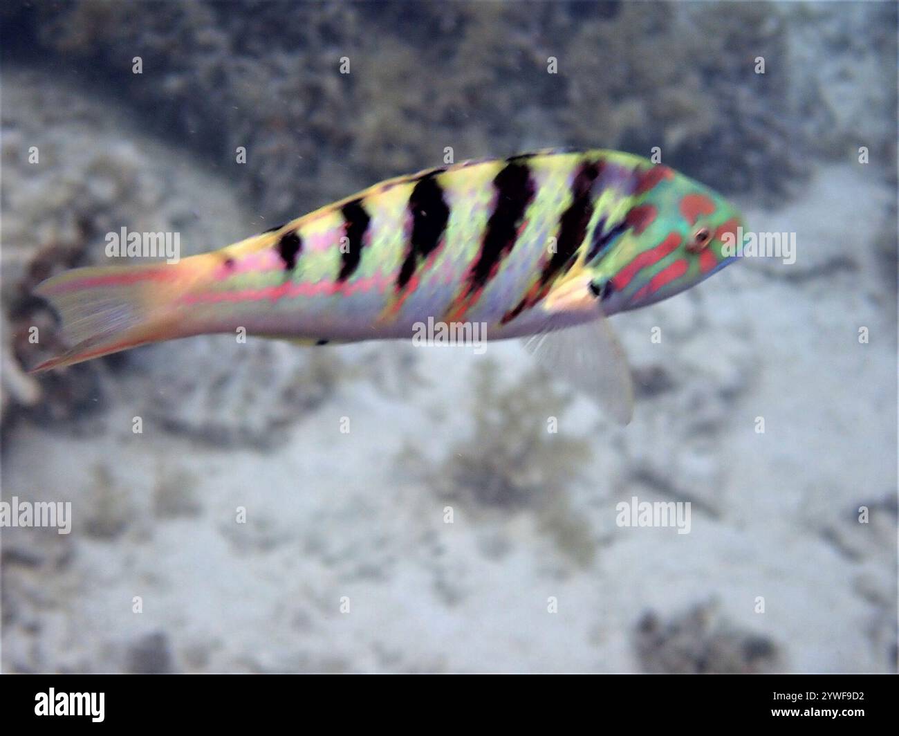 Sixbar Wrasse (Thalassoma Hardwicke) Stockfoto