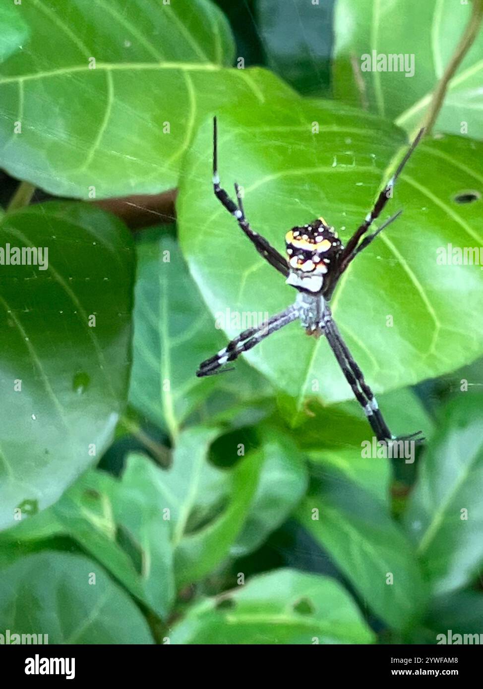 Signature Spider (Argiope anasuja) Stockfoto