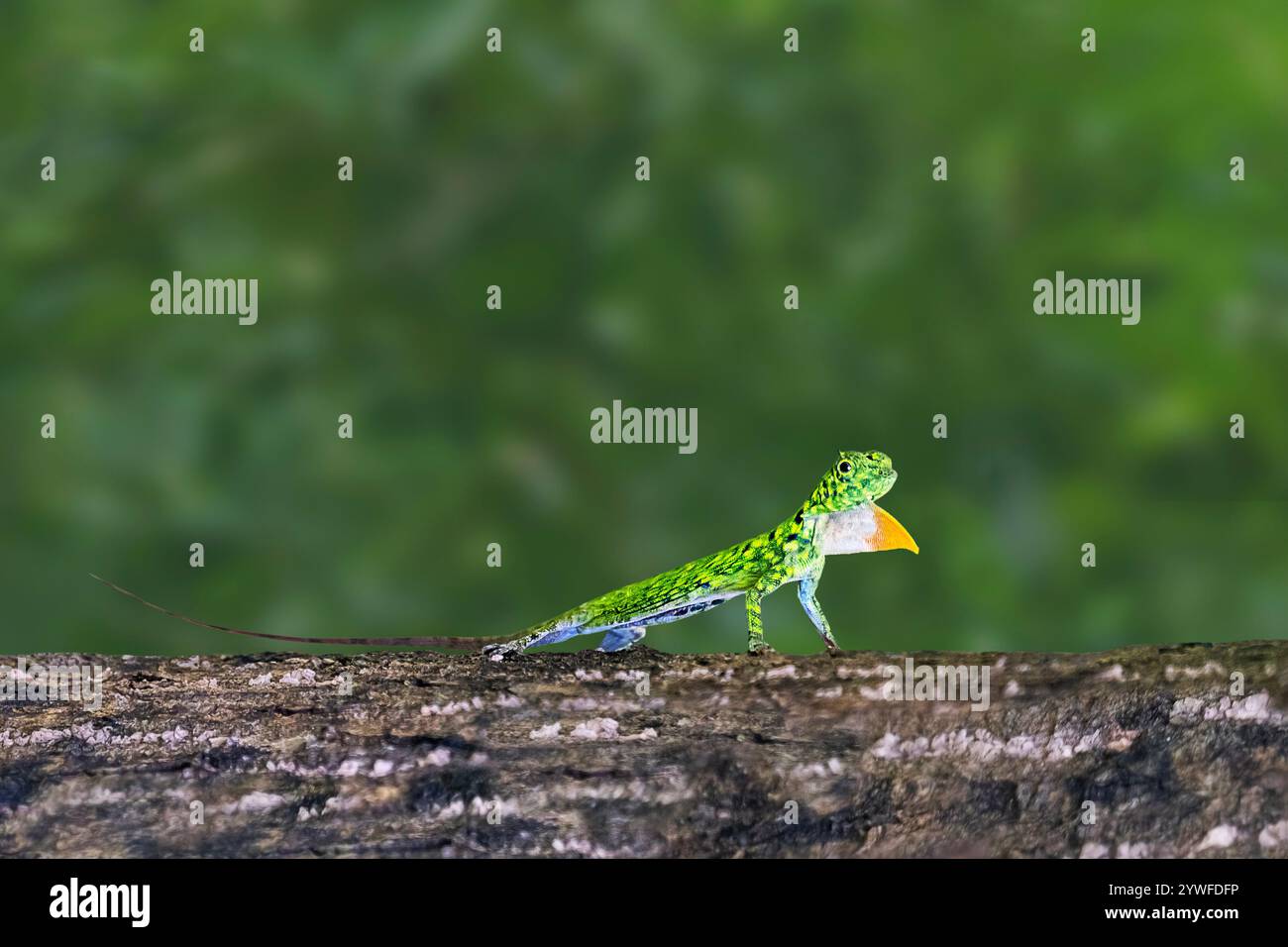 Draco fliegende Eidechse, auch bekannt als Drachenechse in Sabah, Borneo, Malaysia Stockfoto