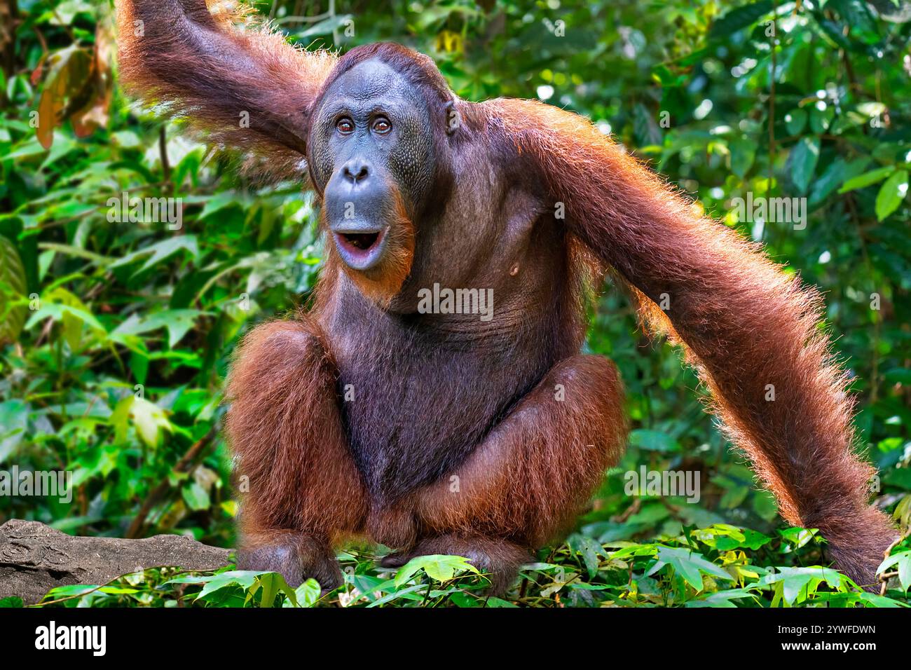 Männlicher Orang-Utan in Sabah, Borneo, Malaysia Stockfoto