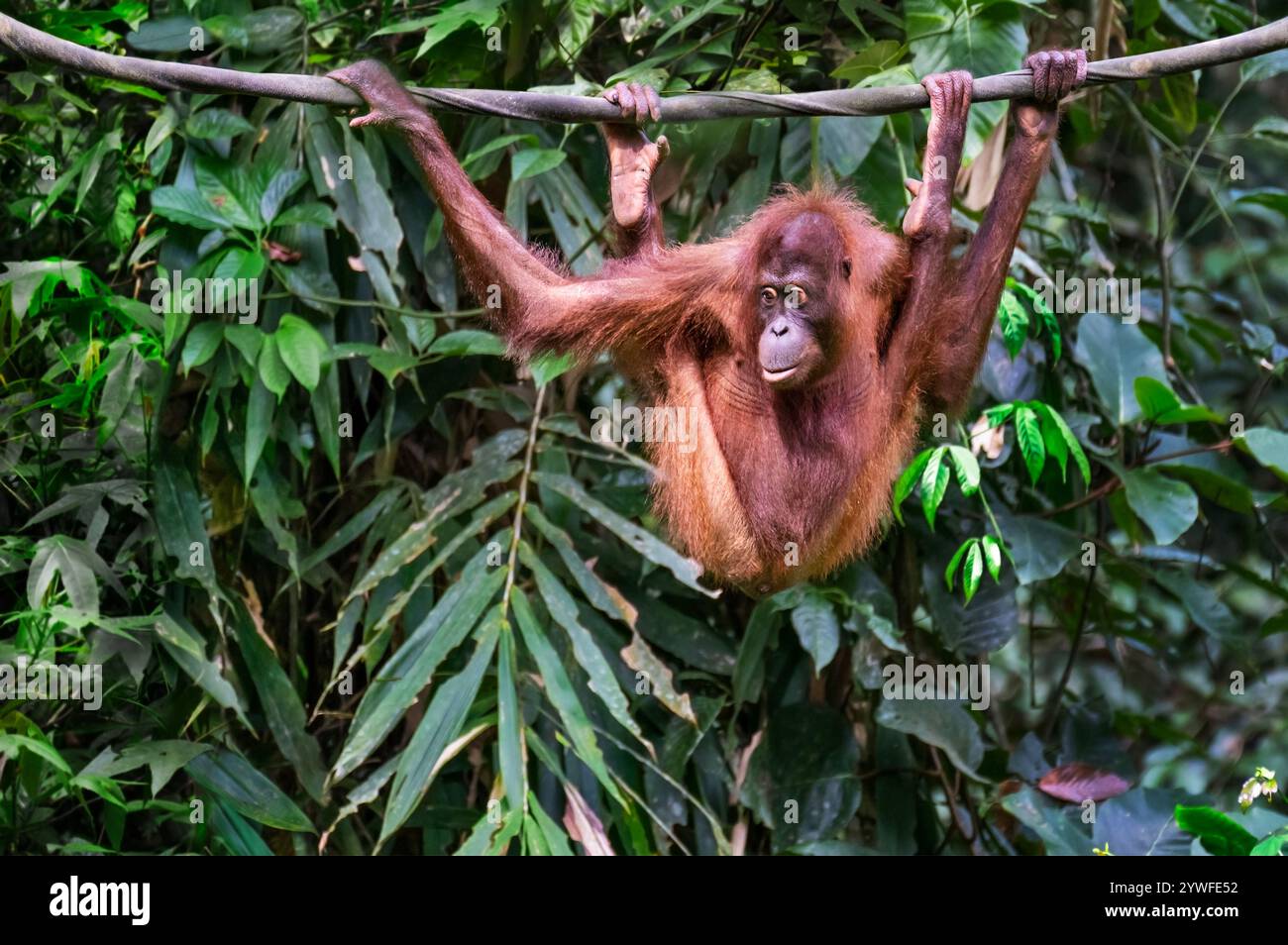 Orang-Utan hängt und schwingt, Sabah, Borneo, Malaysia Stockfoto