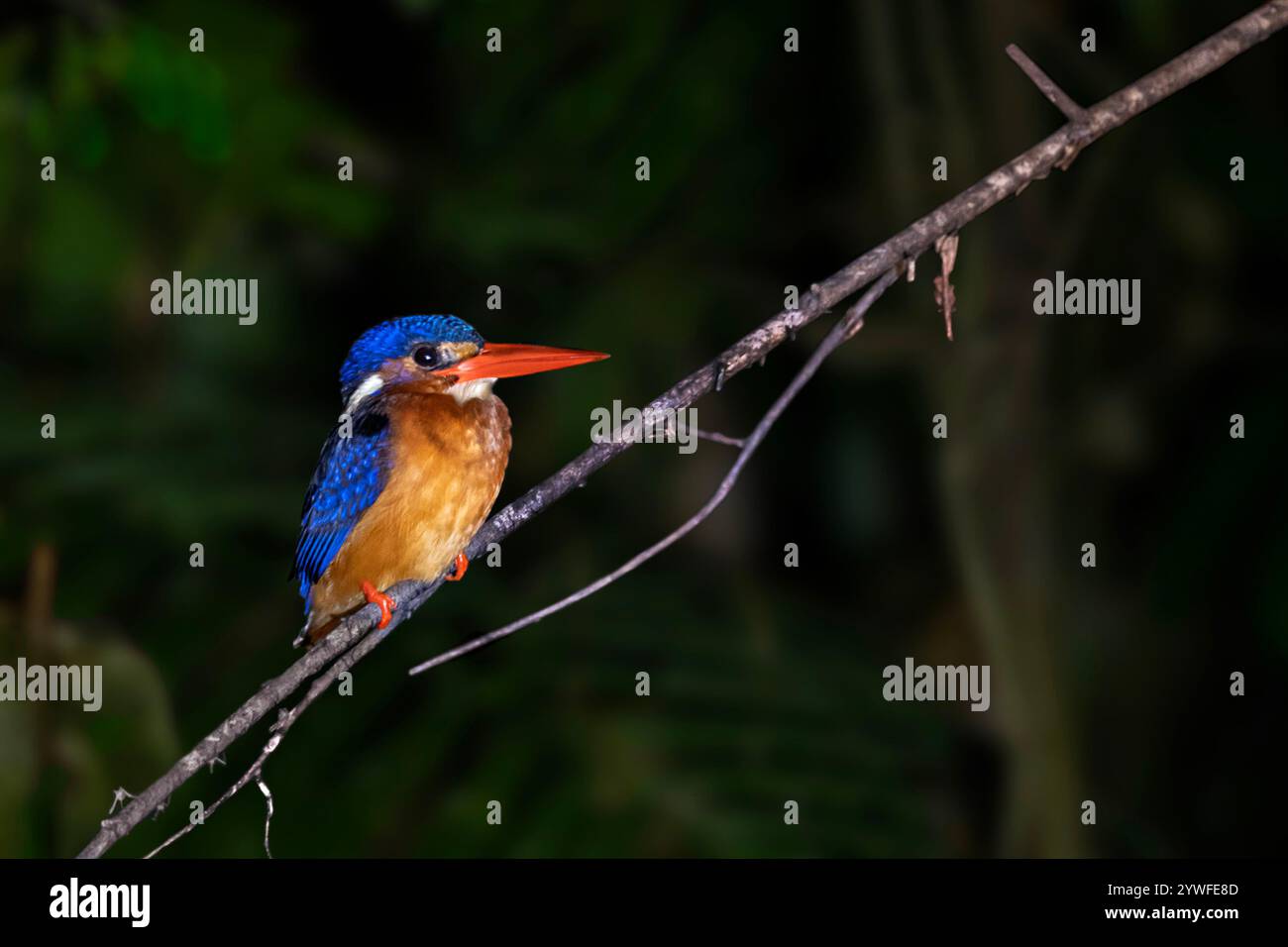 Storch hat König fisher in Rechnung gestellt, Borneo, Malaysia Stockfoto