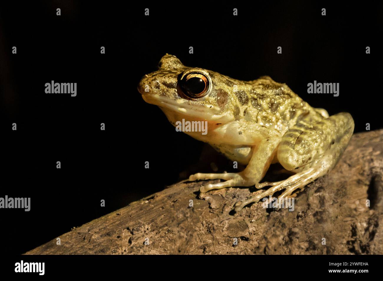 Raubfrosch, auch bekannt als Hylarana glandulosa, Sabah, Borneo, Malaysia Stockfoto