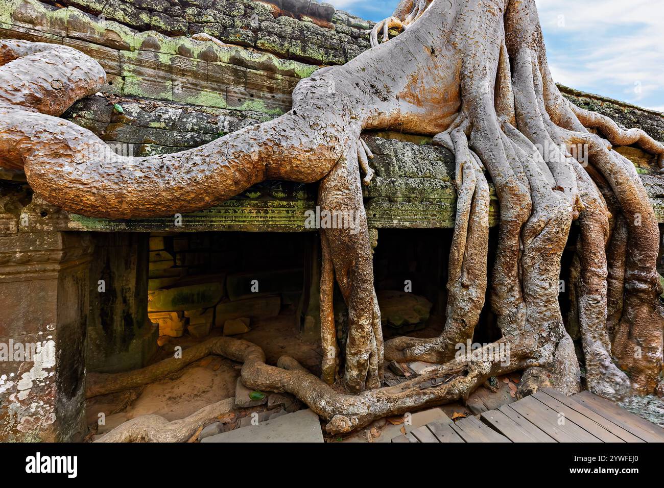 TA Prohm Tempel mit Ficus Strangulosa Baum, der darüber in Angkor Wat, Siem Reap, Kambodscha wächst Stockfoto