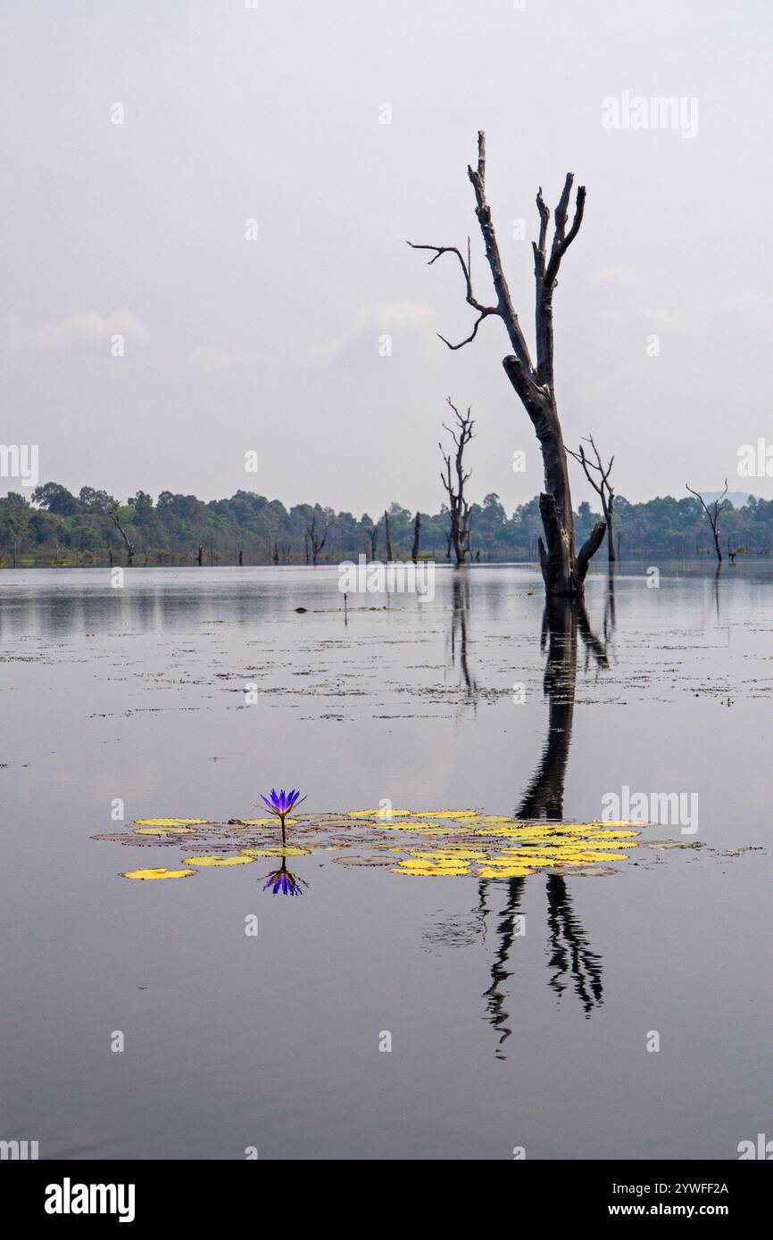 Seerosen und Reflexionen im Wasser, in Angkor Wat, Siem Reap, Kambodscha Stockfoto