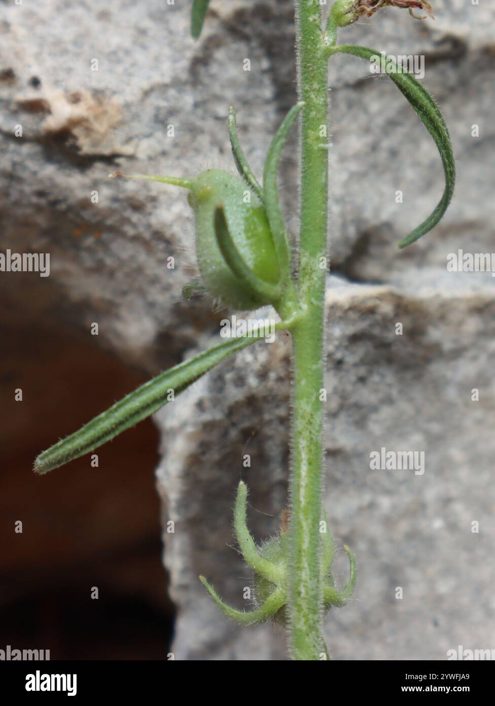 Weissschnauze (Misopates orontium) Stockfoto