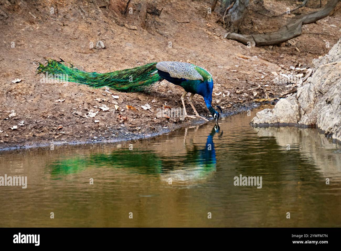 Peacock Trinkwasser in Ranthambore, Indien Stockfoto