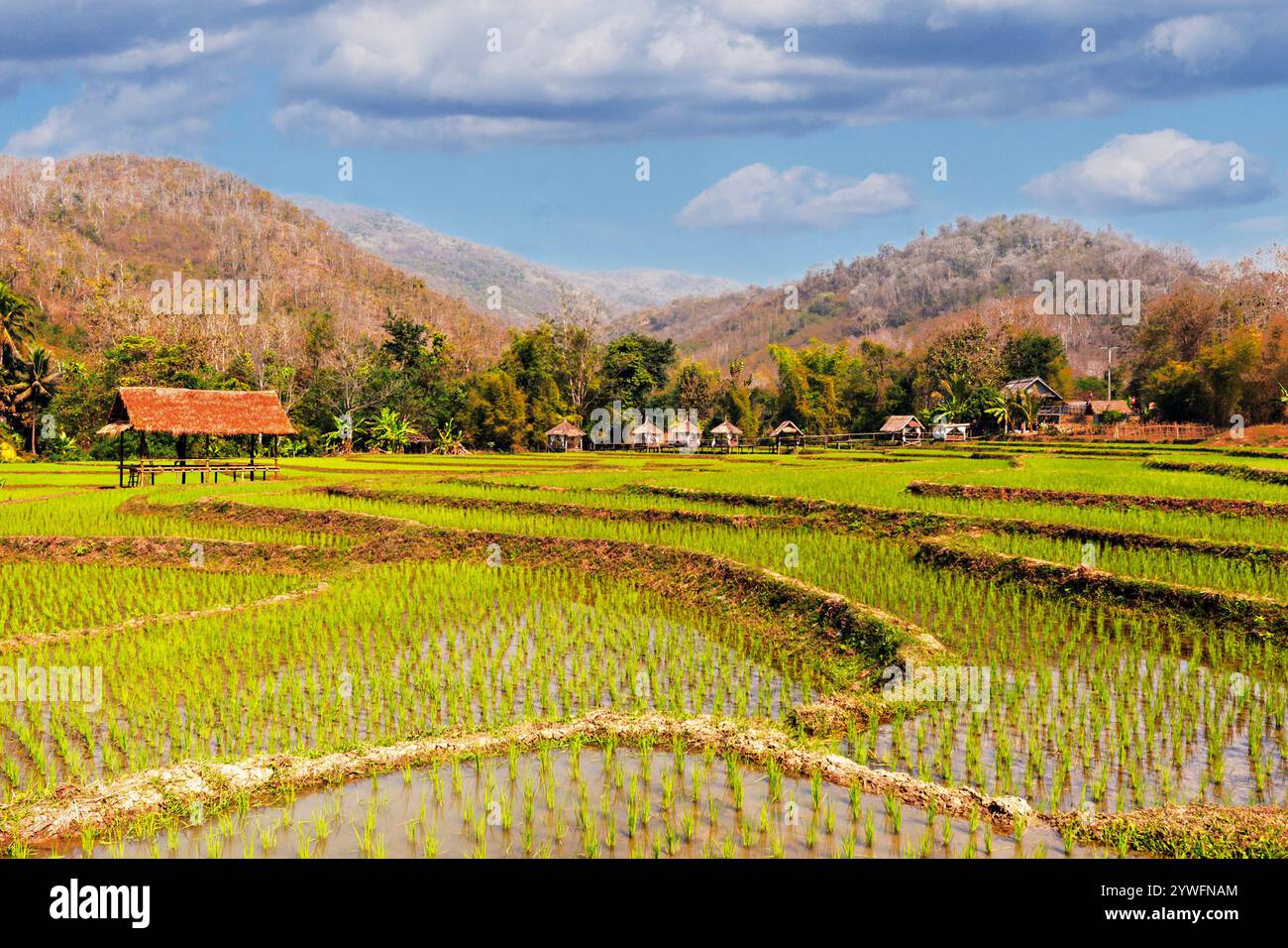 Blick über die Reisfelder in Laos Stockfoto