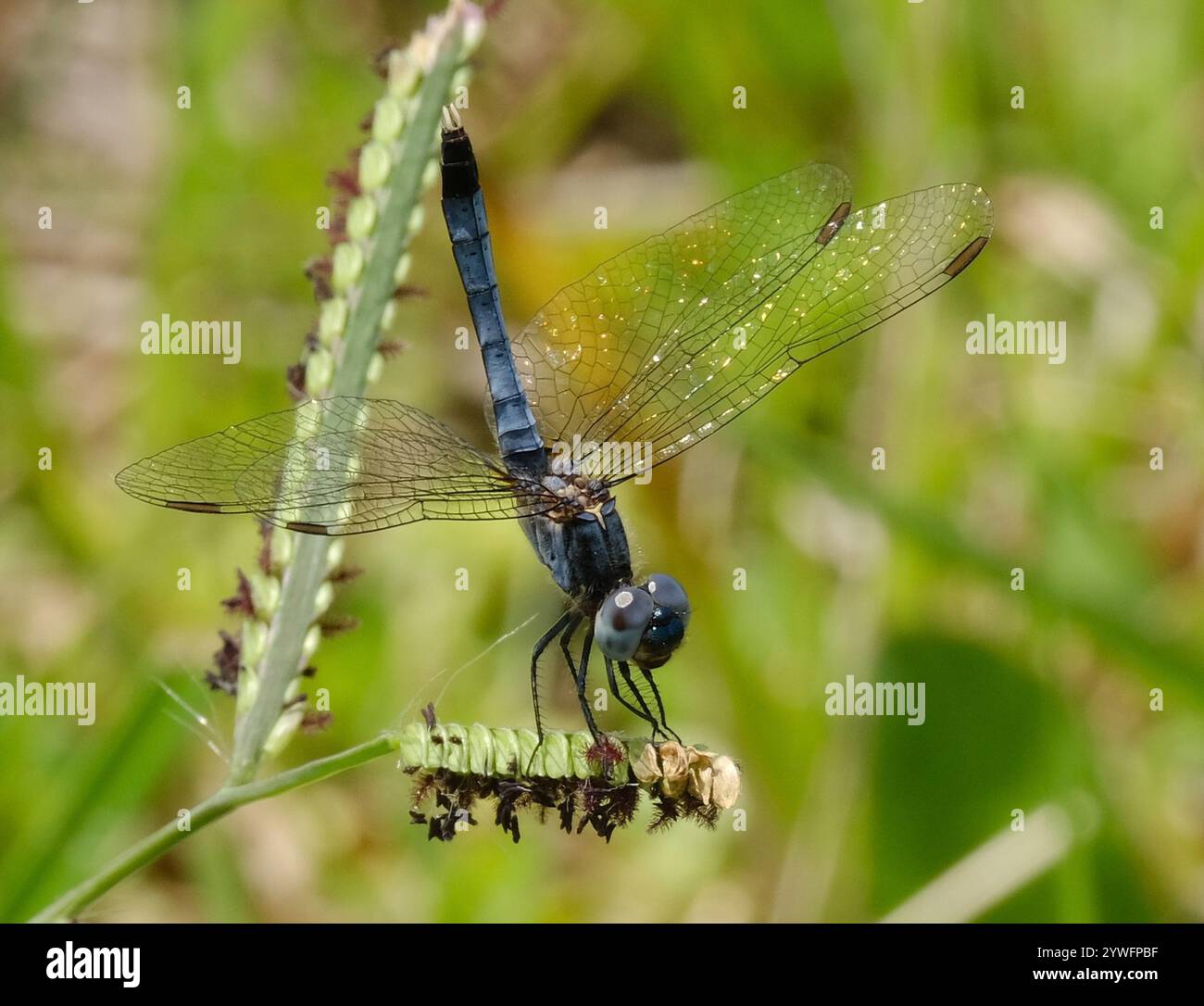 Little Blue Dragonlet (Erythrodiplax minuscula) Stockfoto