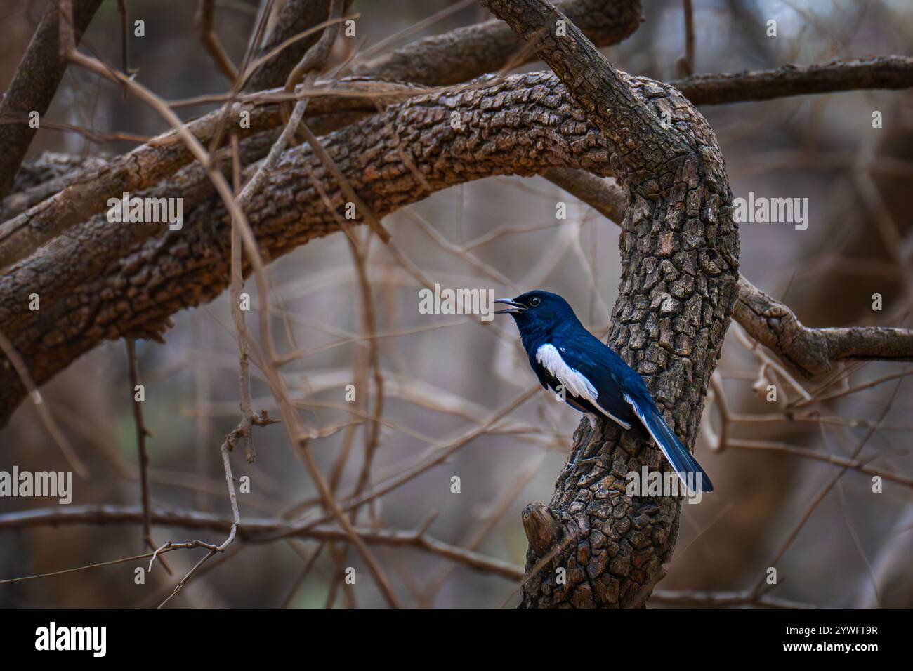 Orientalischer Elster robin in Sasan GIR, Gujarat, Indien Stockfoto