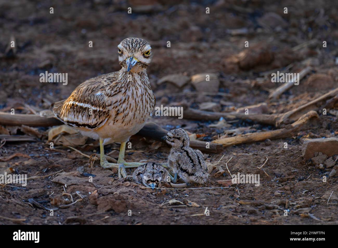 Indischer Thick Knee Vogel und Küken in Sasan GIR, Gujarat, Indien Stockfoto