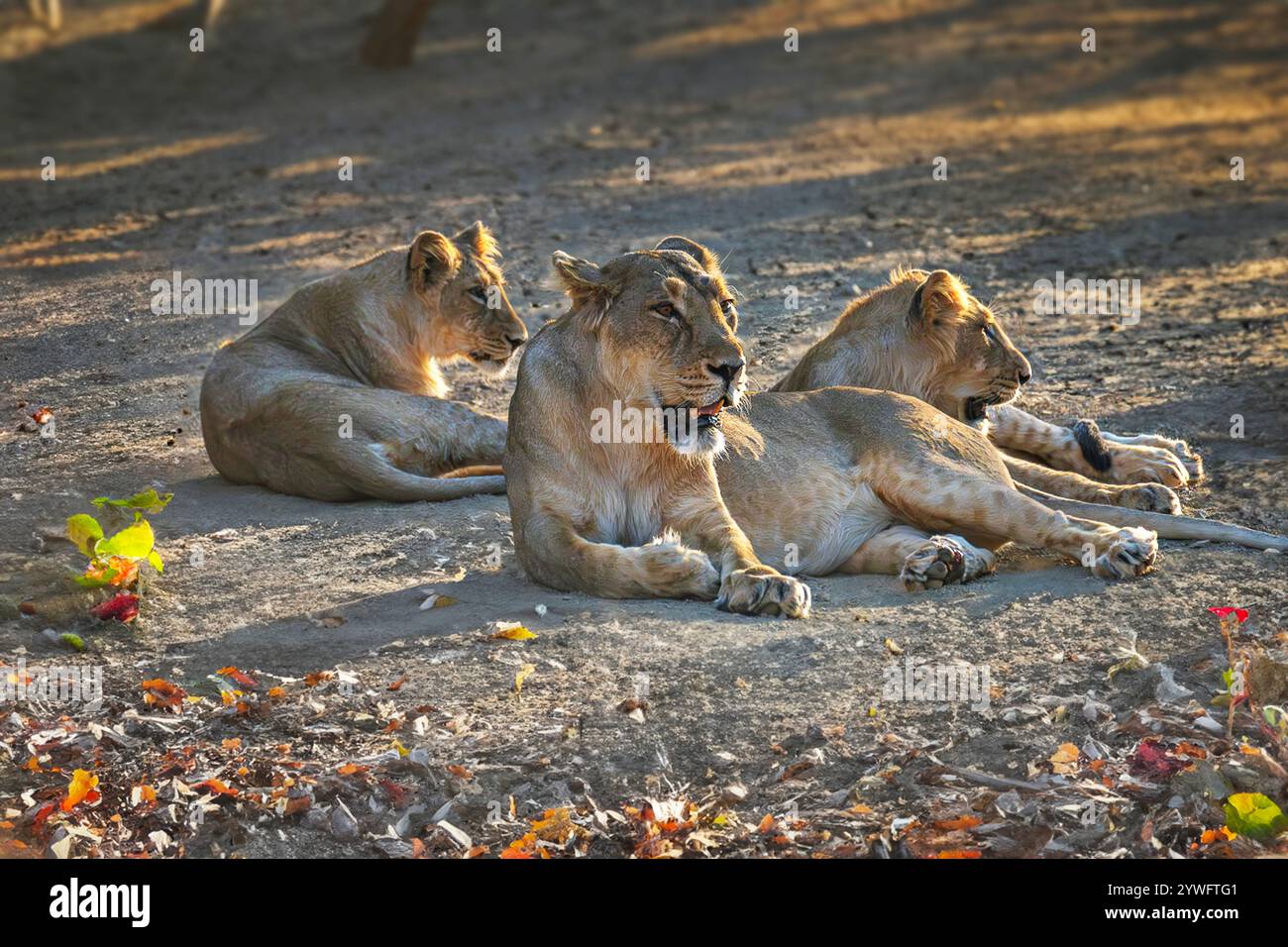 Asiatische Löwen in Sasan GIR, Gujarat, Indien Stockfoto